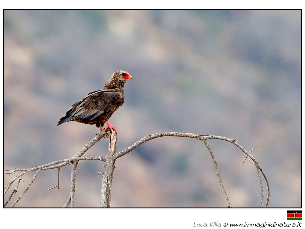 Falco giocoliere - Terathopius ecaudatus